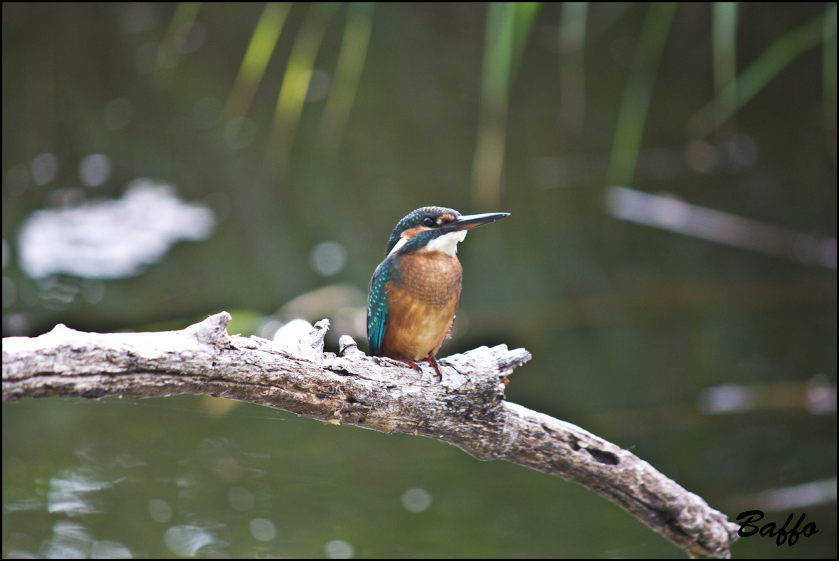 E anche il mio Martin